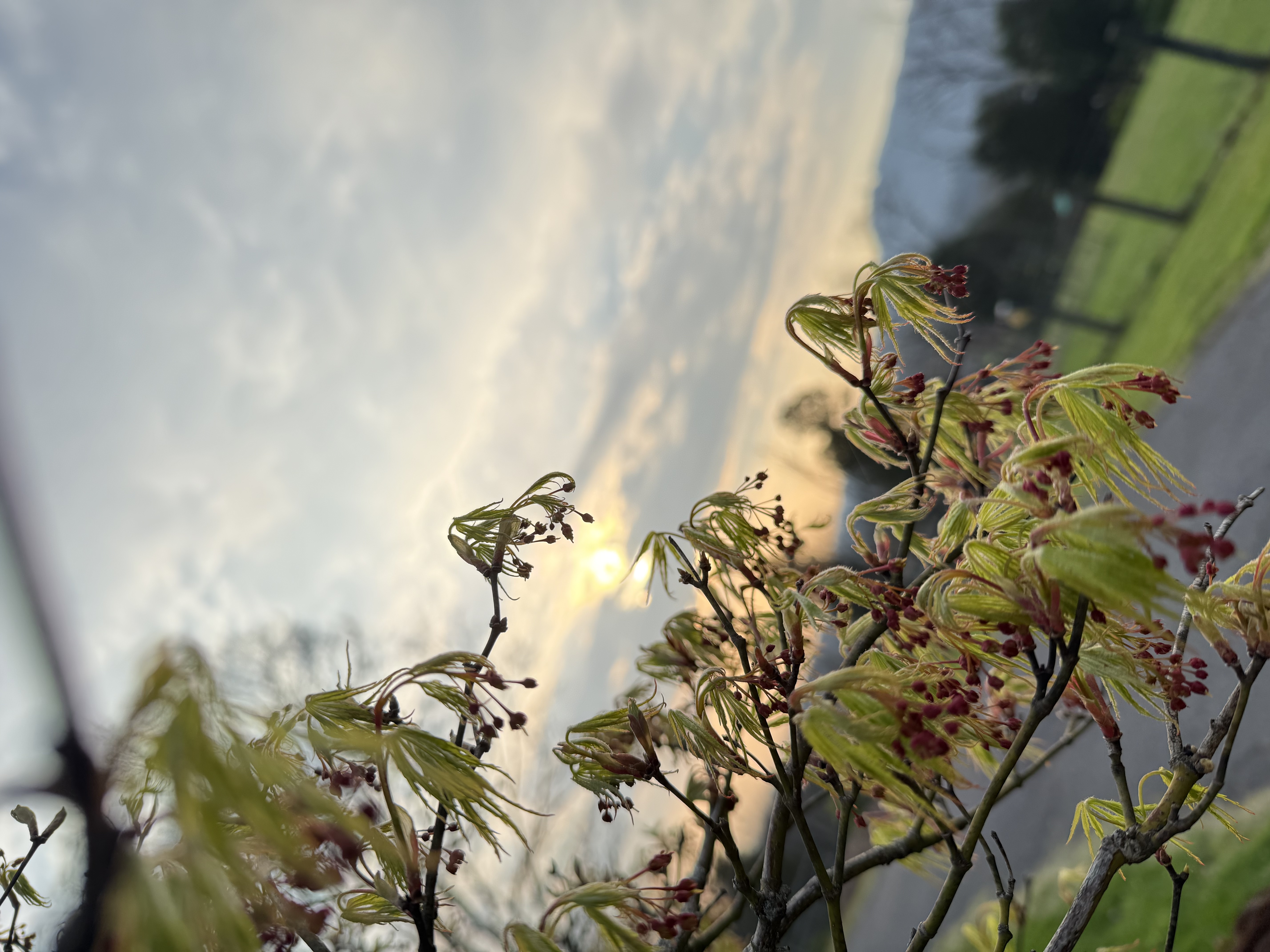 Wildflowers releasing pollen in East Tennessee spring