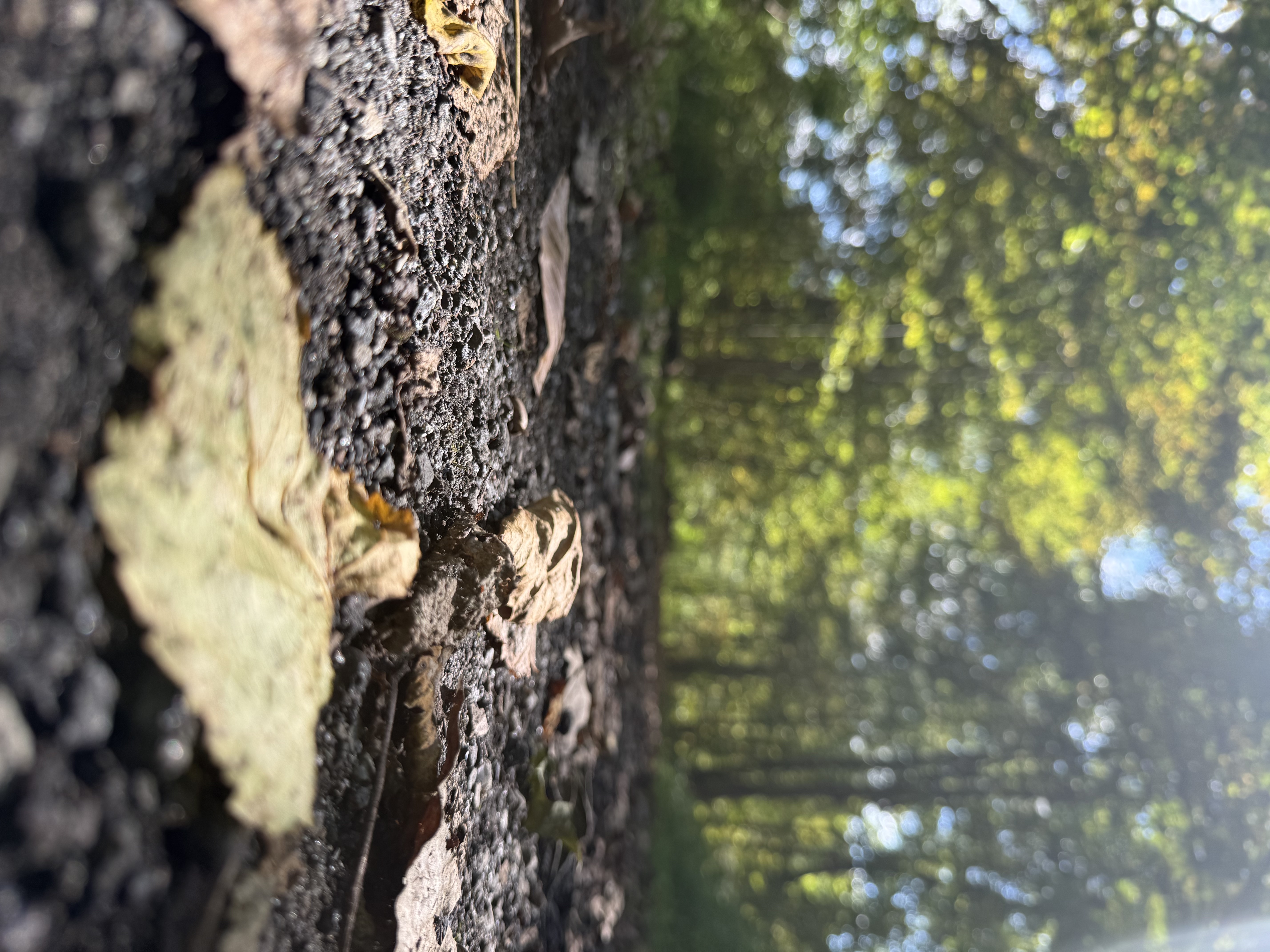 Glade Spring, Virginia