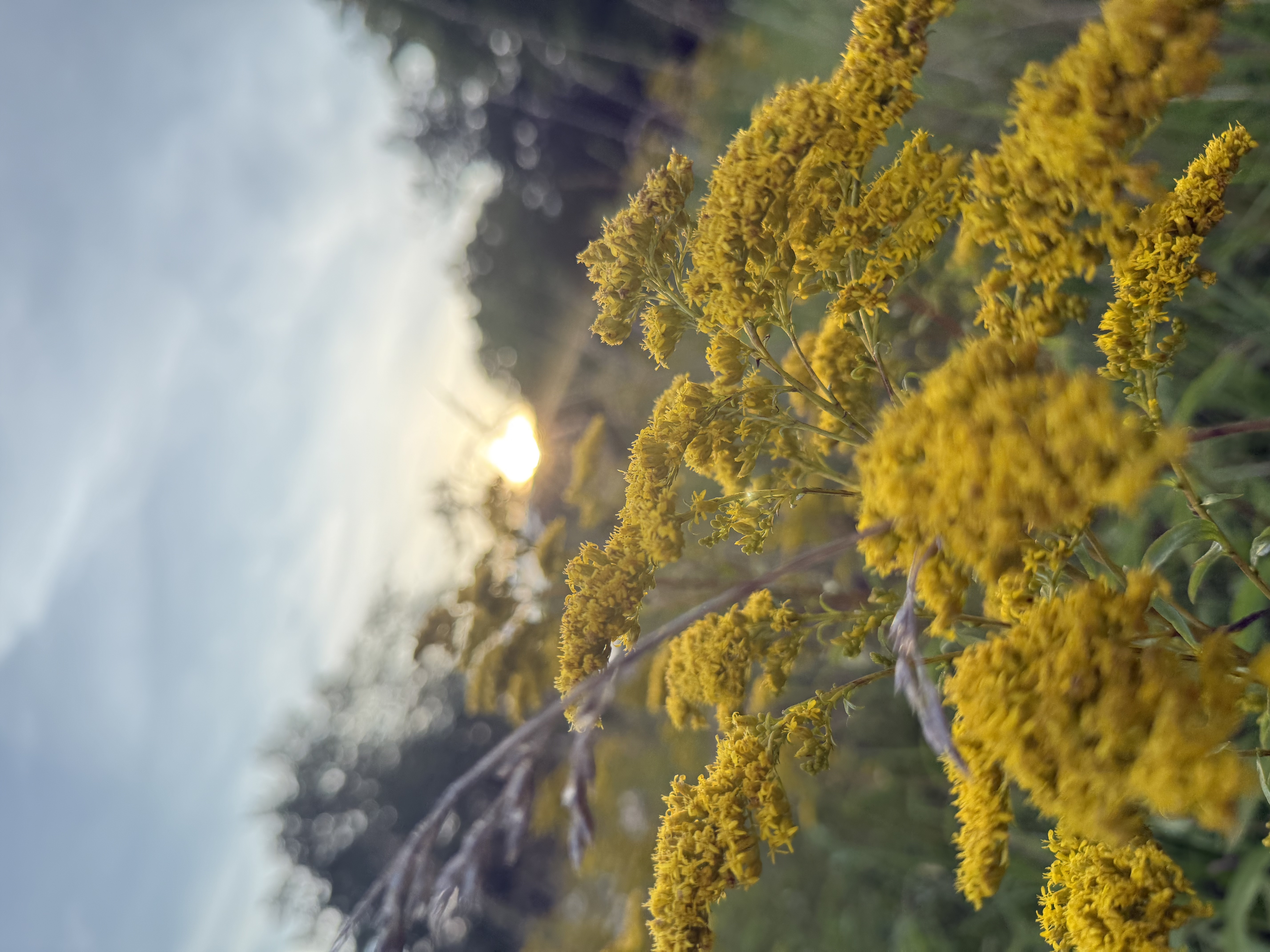 Goldenrod in bloom, a common late-summer allergen