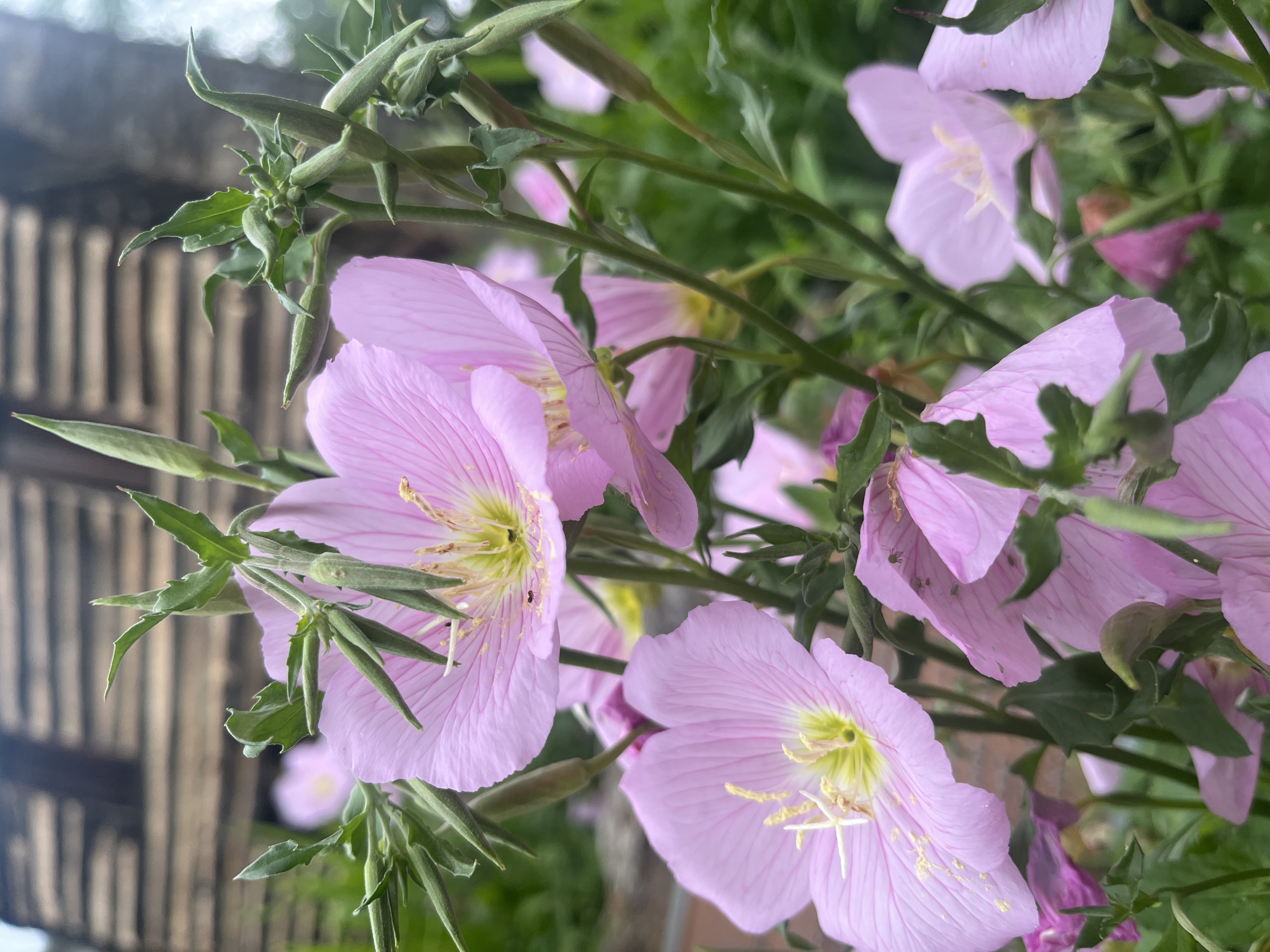 Jonesborough, Tennessee