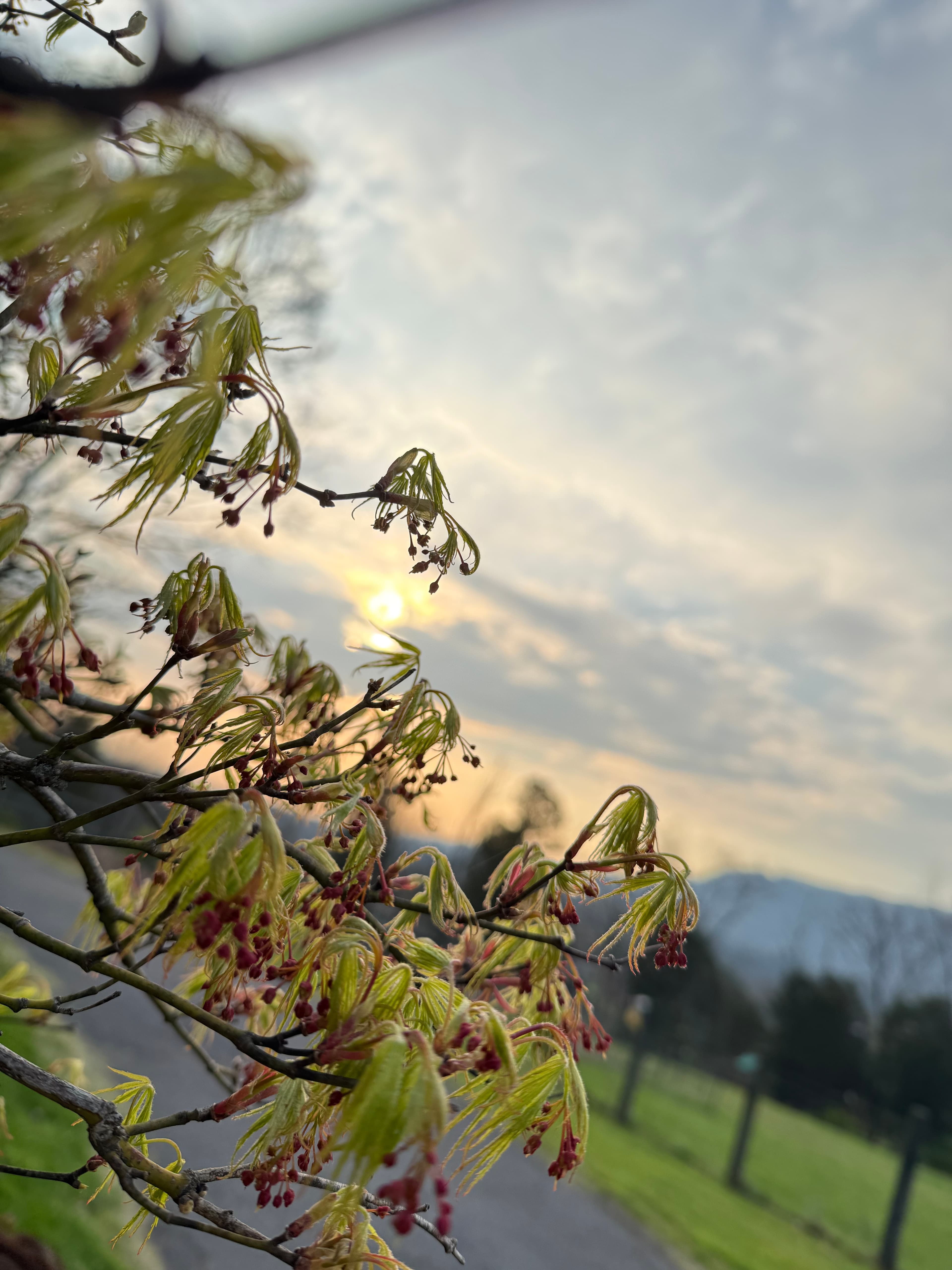 Wildflowers releasing pollen in East Tennessee spring